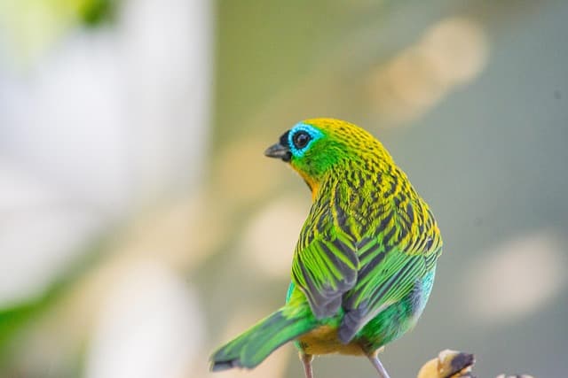 came out of the-the caterpillar, tangara desmaresti, bird, plumage, bill, animals, nature, tropical bird, serra do mar, colorful bird, beautiful colors, birds, fauna, the brazil game